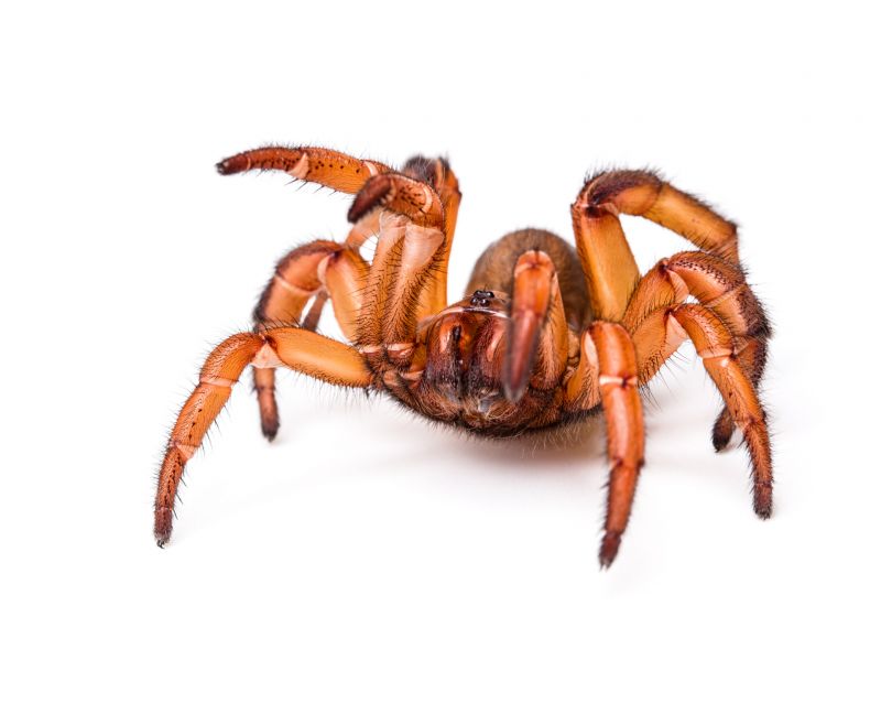 Trapdoor Spider Removal in Mckinney, TX