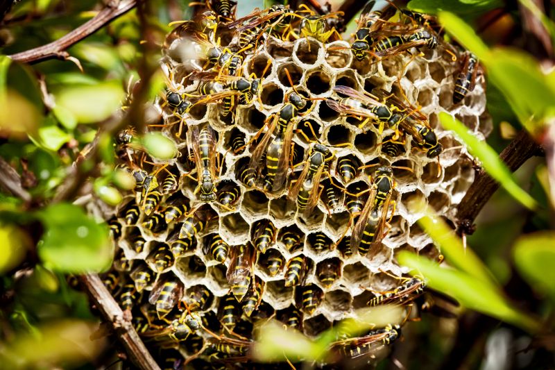wasp nest removal