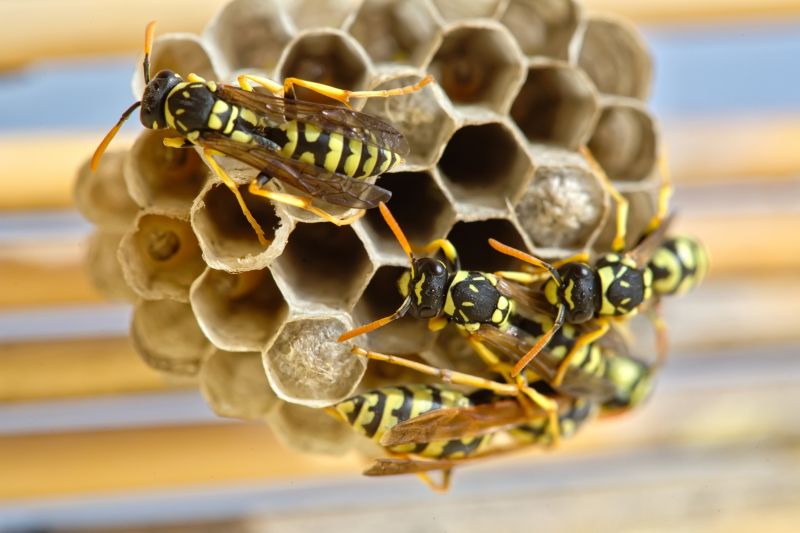 wasp nest removal