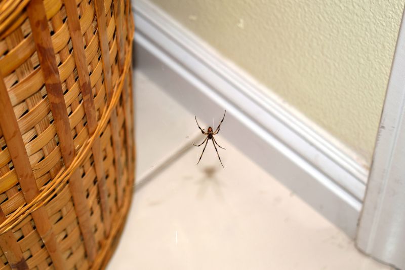 Common Spiders Extermination in Rockwall, TX