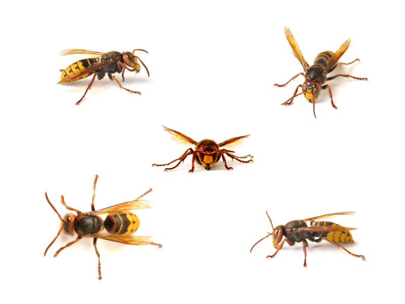Common Stinging Insects That Invade Homes
