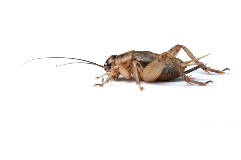 Cricket Control Service in Rockwall, TX