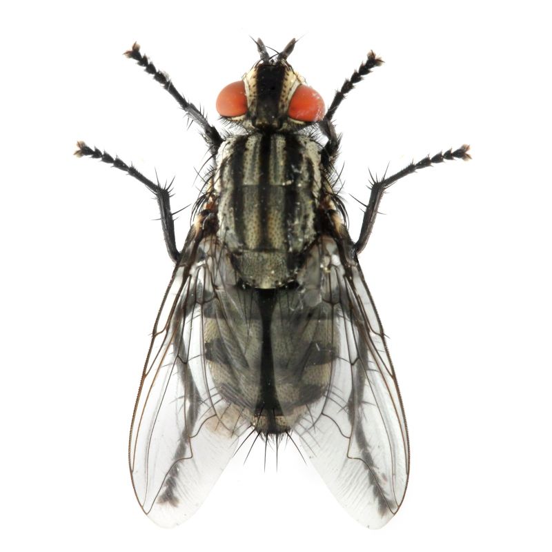 Fly Control Service in Katy, TX