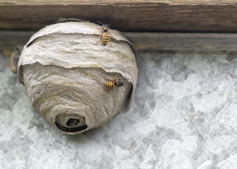 Wasp Nest on Eaves
