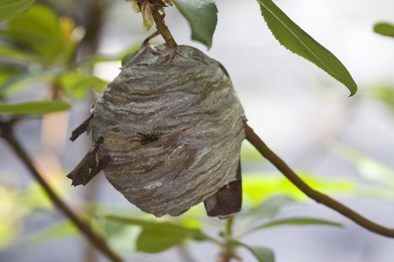 Wasp Nest in a Tree