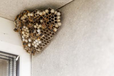 Wasp Nest Removal | Wasp Nest Removal Pros